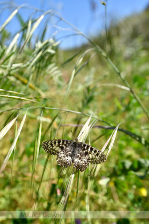 Zuidelijke pijpbloemvlinder; Southern Festoon; Zerynthia polyxena