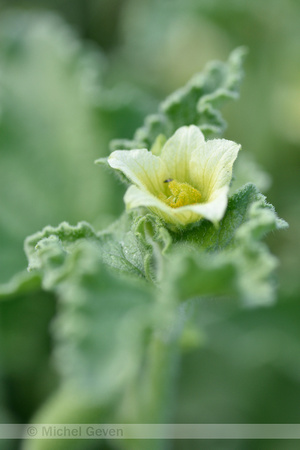 Springkomkommer; Squirting cucumber; Ecballium elaterium