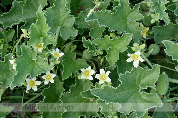 Springkomkommer; Squirting cucumber; Ecballium elaterium