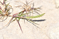 Mediterranean Rye-grass; Lolium rigidum