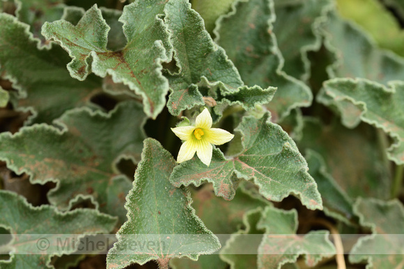 Springkomkommer; Squirting cucumber;  Ecballium elaterium