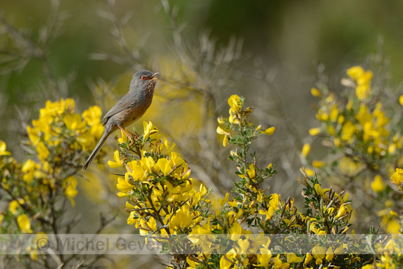 Provenaalse Grasmus; Sulvia undata; Dartford Warbler