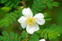Rosa sericea f. pteracantha; Whingthorn Rose