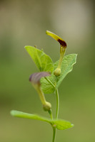 Smearwort; Aristolochia rotunda