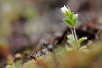 Zandhoornbloem - Little Mouse-ear - Cerastium semidecandrum