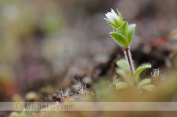 Gewone Hoornbloem; Cerastium fontanum; Common mouse-ear