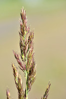 Duinriet - Wood small-reed - Calamagrostis epigeios