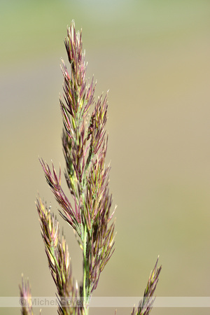 Duinriet; Wood small-reed; Calamagrostis epigeios;