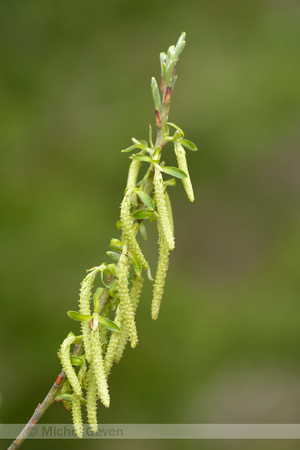 Grijze wilg; Olive Willow; Salix elaeagnos; Hoary willow; Rosema