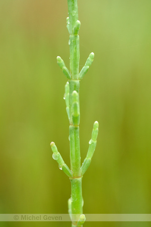 Samphire; Salicornia patula