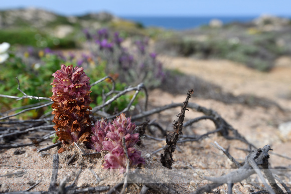 Orobanche rigens