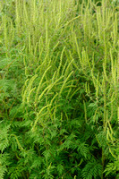 Alsemambrosia; Annual Ragweed; Ambrosia artemisiifolia;