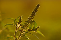 Alsemambrosia;Annual Ragweed;Ambrosia artemisiifolia