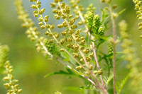 Alsemambrosia; Annual Ragweed; Ambrosia artemisiifolia;