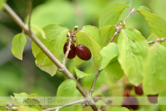 Gele kornoelje; Cornelian cherry; Cornus mas