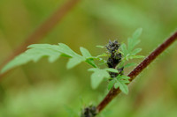 Alsemambrosia;Annual Ragweed;Ambrosia artemisiifolia