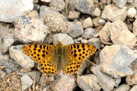 Kleine Parelmoervlinder -  Queen of Spain Fritillary - Issoria lathonia