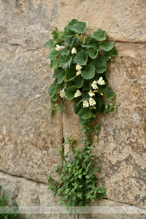 Kruipende leeuwenbek; Creeping Snapdragon; Asarina procumbens