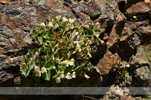 Kruipende leeuwenbek; Creeping Snapdragon; Asarina procumbens