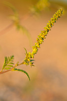Alsemambrosia; Ambrosia artemisiifolia; Common ragweed