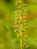 Alsemambrosia - Annual Ragweed - Ambrosia artemisiifolia