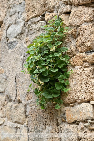 Kruipende leeuwenbek; Creeping Snapdragon; Asarina procumbens