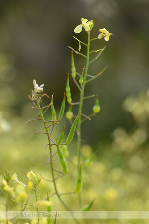 Mediteranean radish; Raphanus raphanistrum subsp. landra