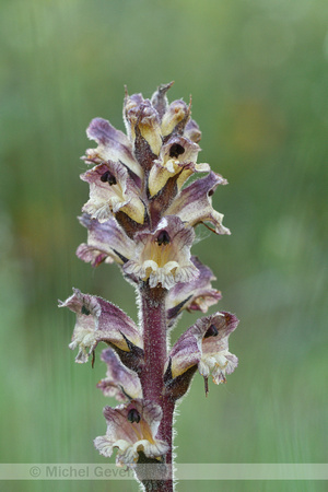 Distelbremraap; Thistle broomrape; Orobanche reticulata