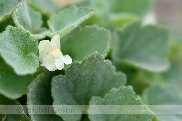 Asarina procumbens