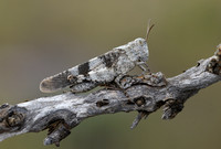 Roodvleugelsprinkhaan; Red Band-winged Grasshopper; Oedipoda ger