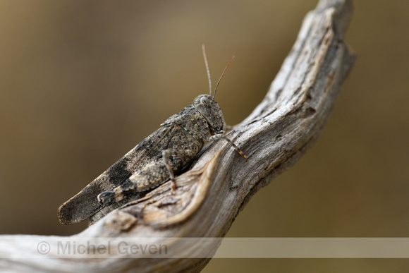 Roodvleugelsprinkhaan; Red Band-winged Grasshopper; Oedipoda ger