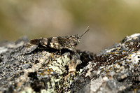 Roodvleugelsprinkhaan; Red-winged Grasshopper; Oedipoda germanic