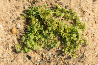 Strapwort; Riempjes; Corrigiola litoralis