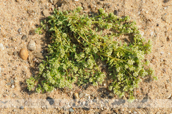 Strapwort; Riempjes; Corrigiola litoralis