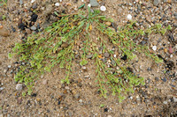 Riempjes; Strapwort;Corrigiola litoralis