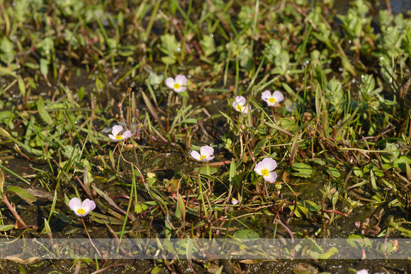 Kruipende moerasweegbree; Lesser Water-plantain; Baldellia ranunculoides subsp. repens