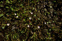 Kruipende moerasweegbree; Lesser Water-plantain; Baldellia ranunculoides subsp. repens