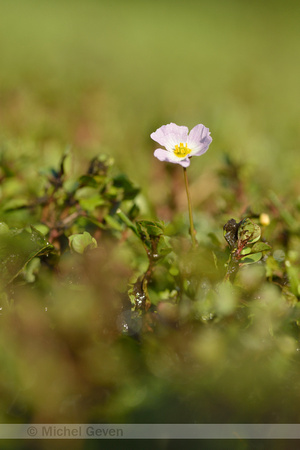 Kruipende moerasweegbree; Lesser Water-plantain; Baldellia ranunculoides subsp. repens