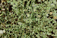 Riempjes; Strapwort; Corrigiola litoralis;