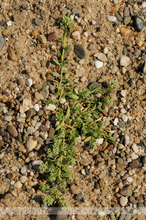 Strapwort; Riempjes; Corrigiola litoralis