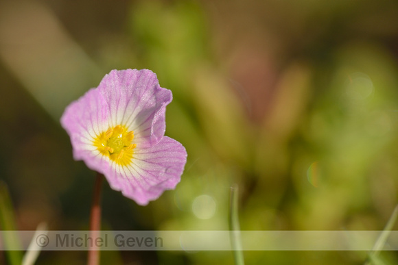 Kruipende moerasweegbree; Lesser Water-plantain; Baldellia ranunculoides subsp. repens