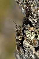 Roodvleugelsprinkhaan; Red-winged Grasshopper; Oedipoda germanic