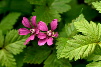 Poolbraam; Arctic Bramble; Rubus arcticus
