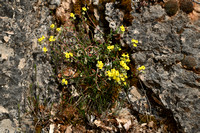 Klein zonneroosje; Hoary Rockrose; Helianthemum canum
