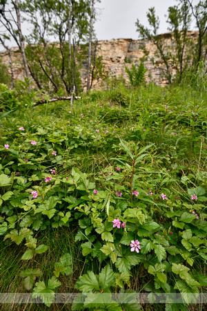 Poolbraam; Arctic Bramble; Rubus arcticus