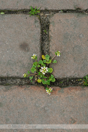 Deens Lepelblad; Danish scurvygrass; Cochlearia danica