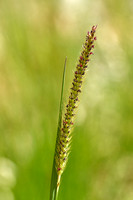 Marsh Bristlegrass; Setaria parviflora