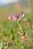 Astragalus vesicarius