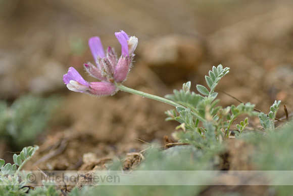 Astragalus vesicarius