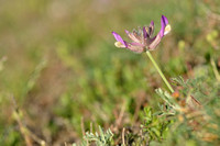 Astragalus vesicarius